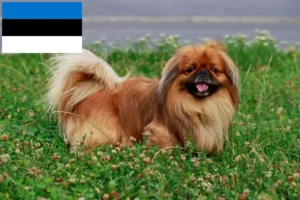 Mehr über den Artikel erfahren Pekingese Züchter und Welpen in Estland