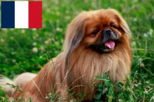 Mehr über den Artikel erfahren Pekingese Züchter und Welpen in Frankreich