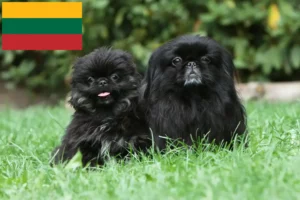 Mehr über den Artikel erfahren Pekingese Züchter und Welpen in Litauen