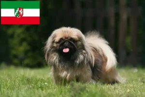 Mehr über den Artikel erfahren Pekingese Züchter und Welpen in Nordrhein-Westfalen