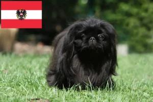 Mehr über den Artikel erfahren Pekingese Züchter und Welpen in Österreich