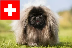 Mehr über den Artikel erfahren Pekingese Züchter und Welpen in der Schweiz