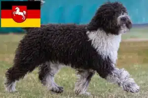 Mehr über den Artikel erfahren Perro de Agua Español Züchter und Welpen in Niedersachsen