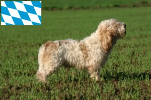 Mehr über den Artikel erfahren Petit Basset Griffon Vendéen Züchter und Welpen in Bayern