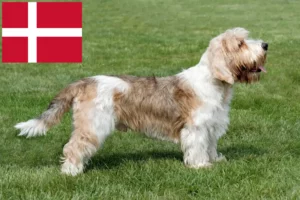 Mehr über den Artikel erfahren Petit Basset Griffon Vendéen Züchter und Welpen in Dänemark