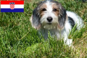 Mehr über den Artikel erfahren Petit Basset Griffon Vendéen Züchter und Welpen in Kroatien