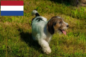Mehr über den Artikel erfahren Petit Basset Griffon Vendéen Züchter und Welpen in den Niederlanden