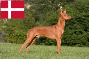 Mehr über den Artikel erfahren Pharaonenhund Züchter und Welpen in Dänemark