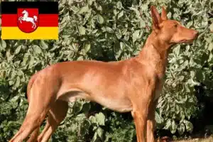 Mehr über den Artikel erfahren Pharaonenhund Züchter und Welpen in Niedersachsen