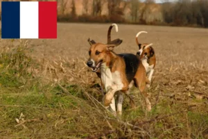 Mehr über den Artikel erfahren Poitevin Züchter und Welpen in Frankreich