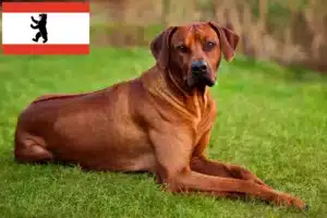 Mehr über den Artikel erfahren Rhodesian Ridgeback Züchter und Welpen in Berlin