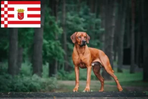 Mehr über den Artikel erfahren Rhodesian Ridgeback Züchter und Welpen in Bremen