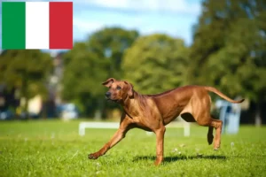 Mehr über den Artikel erfahren Rhodesian Ridgeback Züchter und Welpen in Italien