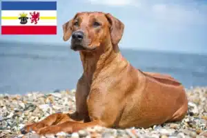 Mehr über den Artikel erfahren Rhodesian Ridgeback Züchter und Welpen in Mecklenburg-Vorpommern