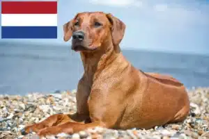 Mehr über den Artikel erfahren Rhodesian Ridgeback Züchter und Welpen in den Niederlanden