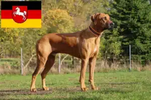 Mehr über den Artikel erfahren Rhodesian Ridgeback Züchter und Welpen in Niedersachsen