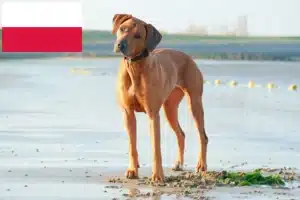 Mehr über den Artikel erfahren Rhodesian Ridgeback Züchter und Welpen in Polen