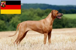 Mehr über den Artikel erfahren Rhodesian Ridgeback Züchter und Welpen in Rheinland-Pfalz