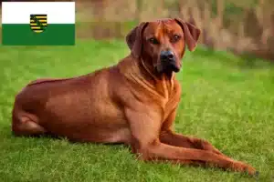 Mehr über den Artikel erfahren Rhodesian Ridgeback Züchter und Welpen in Sachsen