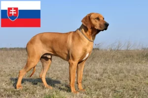 Mehr über den Artikel erfahren Rhodesian Ridgeback Züchter und Welpen in der Slowakei