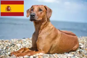 Mehr über den Artikel erfahren Rhodesian Ridgeback Züchter und Welpen in Spanien