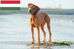 Mehr über den Artikel erfahren Rhodesian Ridgeback Züchter und Welpen in Ungarn