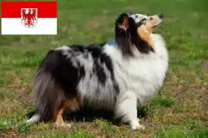 Mehr über den Artikel erfahren Sheltie Züchter und Welpen in Brandenburg