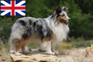 Mehr über den Artikel erfahren Sheltie Züchter und Welpen in Großbritannien