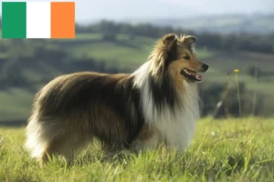 Mehr über den Artikel erfahren Sheltie Züchter und Welpen in Irland