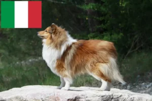 Mehr über den Artikel erfahren Sheltie Züchter und Welpen in Italien