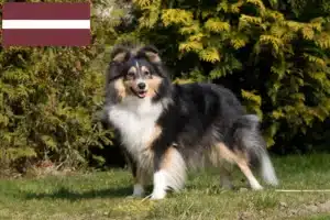 Mehr über den Artikel erfahren Sheltie Züchter und Welpen in Lettland