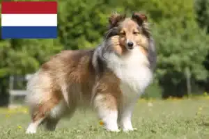 Mehr über den Artikel erfahren Sheltie Züchter und Welpen in den Niederlanden