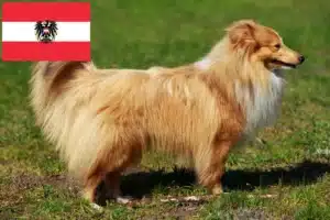 Mehr über den Artikel erfahren Sheltie Züchter und Welpen in Österreich