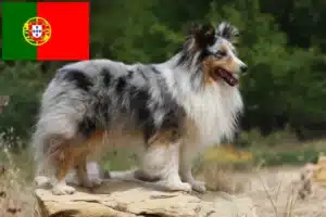 Mehr über den Artikel erfahren Sheltie Züchter und Welpen in Portugal