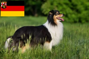 Mehr über den Artikel erfahren Sheltie Züchter und Welpen in Rheinland-Pfalz