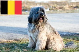 Mehr über den Artikel erfahren Tibet Terrier Züchter und Welpen in Belgien