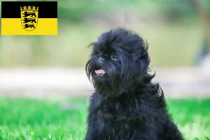 Mehr über den Artikel erfahren Affenpinscher Züchter und Welpen in Baden-Württemberg