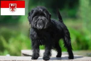 Mehr über den Artikel erfahren Affenpinscher Züchter und Welpen in Brandenburg