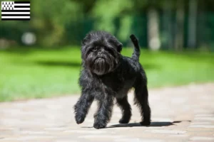 Mehr über den Artikel erfahren Affenpinscher Züchter und Welpen in der Bretagne