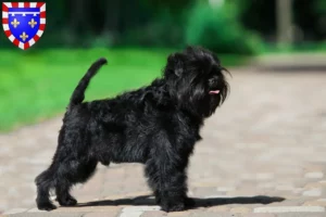 Mehr über den Artikel erfahren Affenpinscher Züchter und Welpen in Centre-Val de Loire