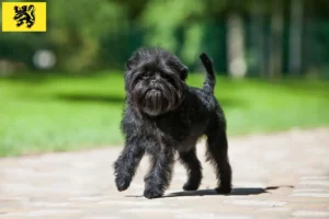 Mehr über den Artikel erfahren Affenpinscher Züchter und Welpen in Flandern