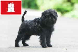 Mehr über den Artikel erfahren Affenpinscher Züchter und Welpen in Hamburg