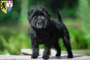 Mehr über den Artikel erfahren Affenpinscher Züchter und Welpen in Hauts-de-France