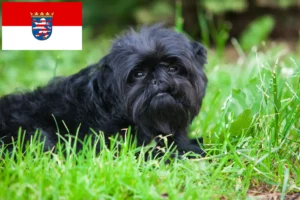 Mehr über den Artikel erfahren Affenpinscher Züchter und Welpen in Hessen