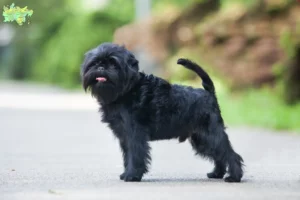 Mehr über den Artikel erfahren Affenpinscher Züchter und Welpen in Midtjylland