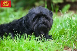 Mehr über den Artikel erfahren Affenpinscher Züchter und Welpen in der Normandie