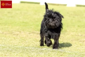 Mehr über den Artikel erfahren Affenpinscher Züchter und Welpen in Okzitanien