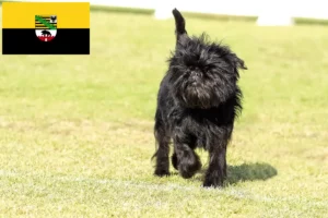 Mehr über den Artikel erfahren Affenpinscher Züchter und Welpen in Sachsen-Anhalt