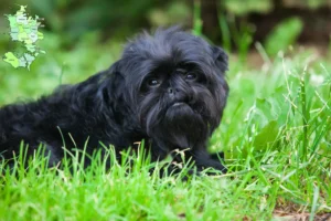 Mehr über den Artikel erfahren Affenpinscher Züchter und Welpen in Sjælland