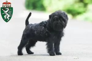 Mehr über den Artikel erfahren Affenpinscher Züchter und Welpen in der Steiermark